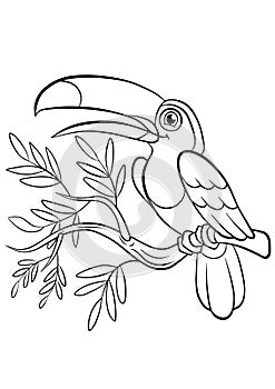 Coloring pages. Birds. Little cute toucan.