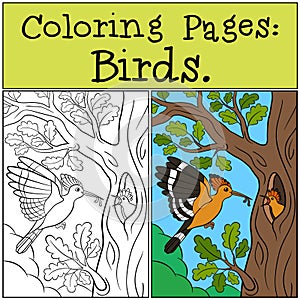 Coloring Pages: Birds. Mother hoopoe feeds her baby