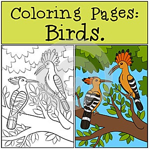 Coloring Pages: Birds. Two cute beautiful hoopoes smile