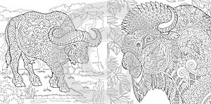 Coloring Pages. Coloring Book for adults. Colouring pictures with buffalo and bison. Antistress freehand sketch drawing with