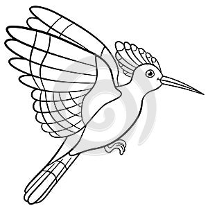 Coloring pages. Cute beautiful hoopoe flies