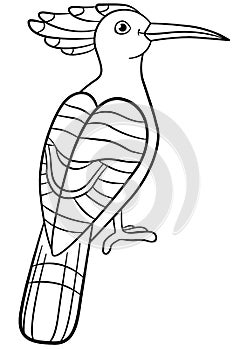 Coloring pages. Cute beautiful hoopoe sits