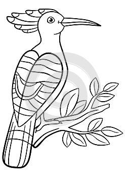 Coloring pages. Cute beautiful hoopoe sits on the tree branch