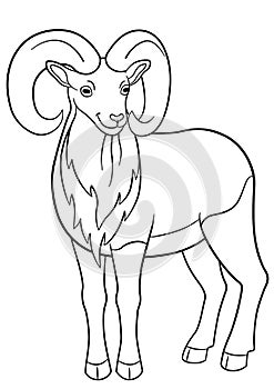 Coloring pages. Cute beautiful urial with great horns