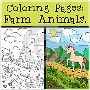 Coloring Pages: Farm Animals. Little cute foal.