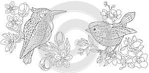 Coloring pages with kingfisher and canary bird