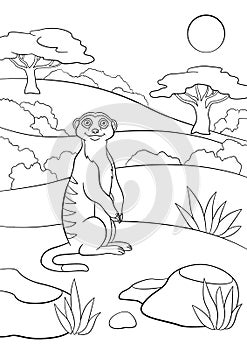 Coloring pages. Little cute meerkat smiles. photo