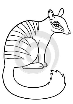 Coloring pages. Little cute numbat sits