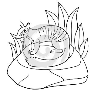 Coloring pages. Little cute numbat sits on the stone