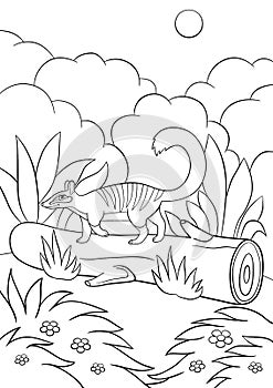 Coloring pages. Little cute numbat walks on the log