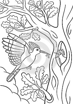 Coloring pages. Mother hoopoe feeds her little cute baby