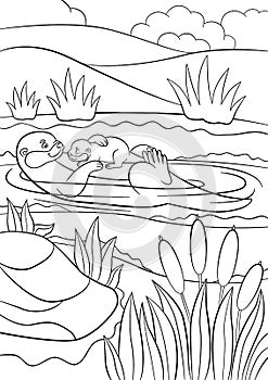 Coloring pages. Mother otter swims with her baby