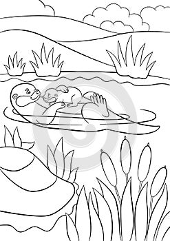 Coloring pages. Mother otter swims with her little cute baby in the river