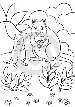 Coloring pages. Mother quokka with her little cute baby stands