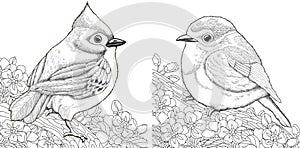 Coloring pages with two birds