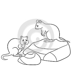 Coloring pages. Two little cute quokkas smile