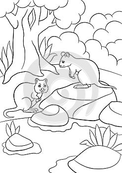 Coloring pages. Two little cute quokkas stand in the forest