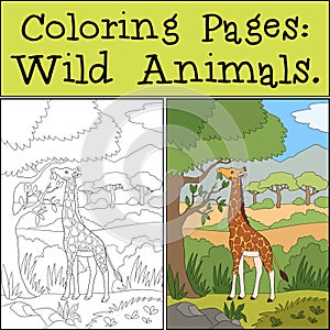 Coloring Pages: Wild Animals. Big giraffe with long neck stands and eats leaves