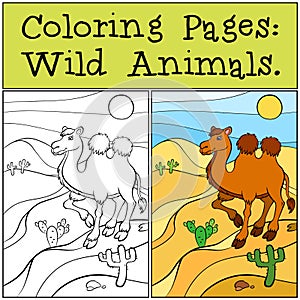 Coloring Pages: Wild Animals. Cute camel.