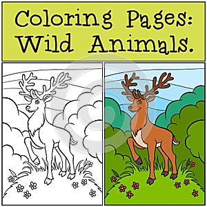 Coloring Pages: Wild Animals. Cute deer.