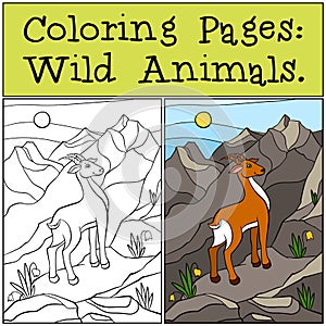 Coloring Pages: Wild Animals. Little cute antelope .