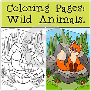 Coloring Pages: Wild animals. Little cute baby fox sits and looks at the fly. photo