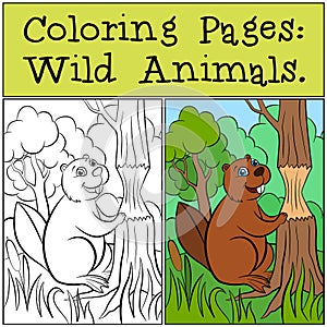 Coloring Pages: Wild Animals. Little cute beaver.