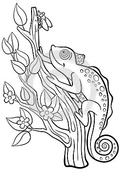 Coloring pages. Wild animals. Little cute chameleon.