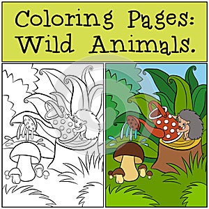 Coloring Pages: Wild Animals. Little cute hedgehog.