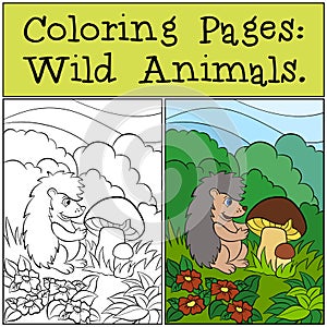 Coloring Pages: Wild Animals. Little cute hedgehog.