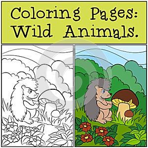 Coloring Pages: Wild Animals. Little cute hedgehog. photo