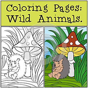 Coloring Pages: Wild Animals. Little cute hedgehog . photo