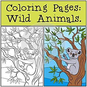 Coloring Pages: Wild Animals. Little cute koala.