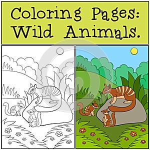 Coloring Pages: Wild Animals. Little cute numbat on the log