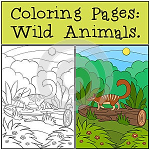Coloring Pages: Wild Animals. Little cute numbat on the log photo