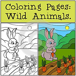 Coloring Pages: Wild Animals. Little cute rabbit.
