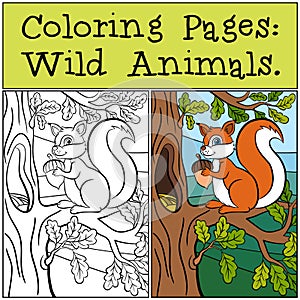 Coloring Pages: Wild Animals. Little cute squirrel .