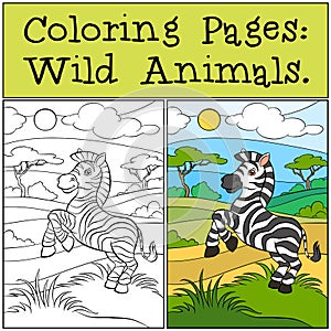 Coloring Pages: Wild Animals. Little cute zebra. photo