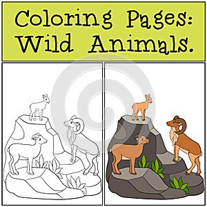 Coloring Pages: Wild Animals. Mother, father and baby urial photo