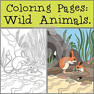 Coloring Pages: Wild Animals. Mother jerboa with her little cute baby