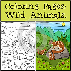 Coloring Pages: Wild Animals. Mother numbat with her babies photo
