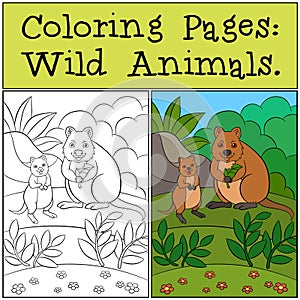 Coloring Pages: Wild Animals. Mother quokka with baby
