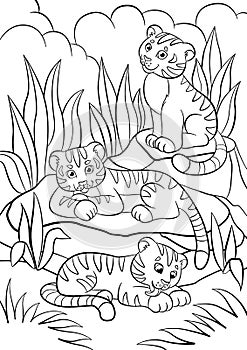 Coloring pages. Wild animals. Three little cute baby tigers. photo