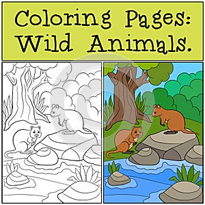 Coloring Pages: Wild Animals. Two quokkas in the forest