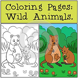 Coloring Pages: Wild Animals. Two quokkas in the forest