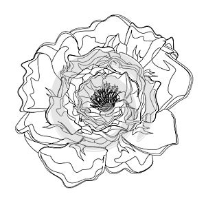 Not colored peony