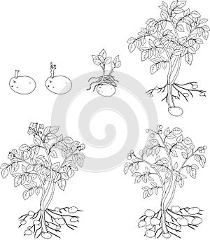 Coloring with Potato plant growth cycle