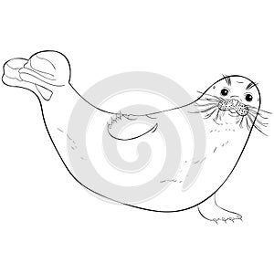 Coloring seal sea animal white belly Vector illustration