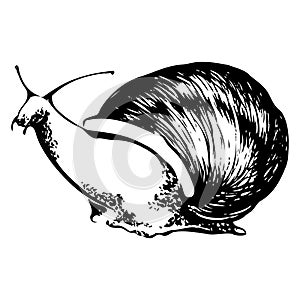 Coloring snail black and white vector illustration