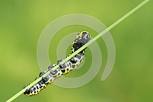 Colorized caterpillar